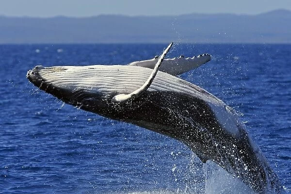 Humpback whale breaching - close-up