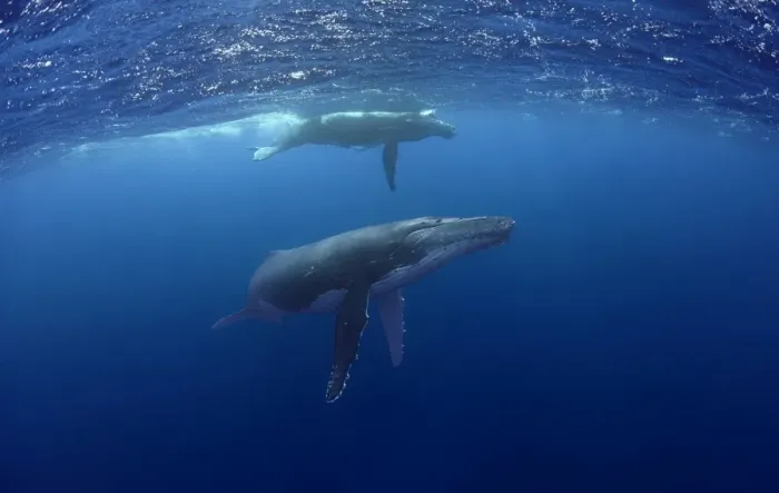 Framed Print : Humpback Whale with Calf