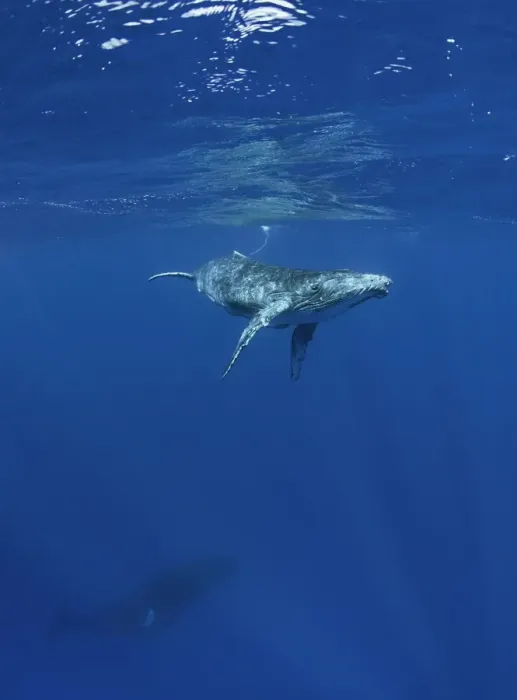 Framed Print : Humpback Whale Calf