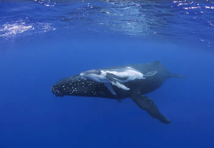 Framed Print : Humpback whale calf with mother Framed Print : Humpback whale calf with mother