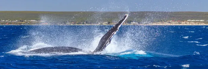 Framed Print : Humpback Whale - Kalbarri, Western Australia