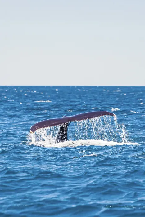 Framed Print : Humpback Whale - Kalbarri, Western Australia Framed Print : Humpback Whale - Kalbarri, Western Australia