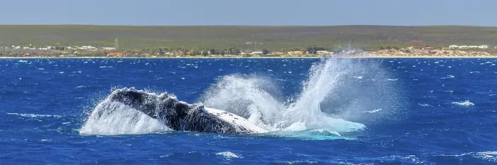 Framed Print : Humpback Whale - Kalbarri, Western Australia Framed Print : Humpback Whale - Kalbarri, Western Australia