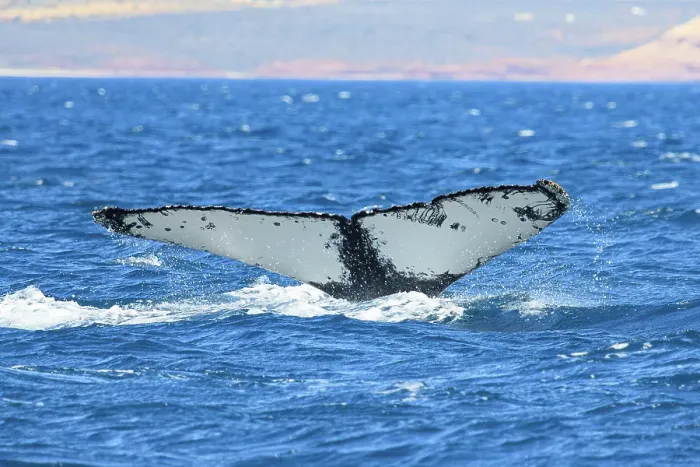 Framed Print : Humpback Whale - Kalbarri, Western Australia Framed Print : Humpback Whale - Kalbarri, Western Australia