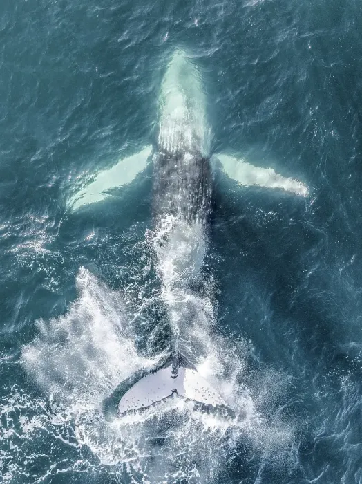 Framed Print : A humpback whale in the Pacific Ocean