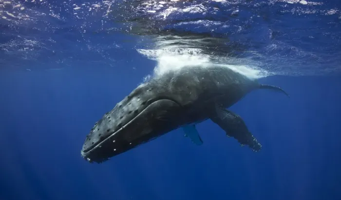 Framed Print : Humpback Whale Pass