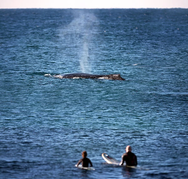 humpback whale with surfers in foreground