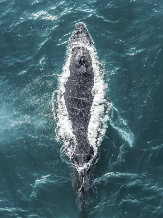 Framed Print : Humpback whale swimming in the Pacific Ocean