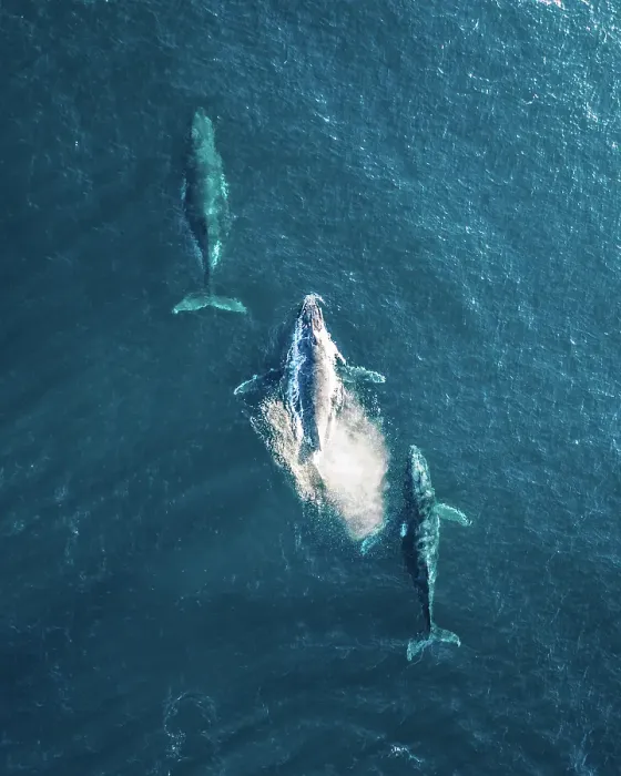 Framed Print : Three Humpback whales in Formation off the coast of Australia Drone Aerial Framed Print : Three Humpback whales in Formation off the coast of Australia Drone Aerial