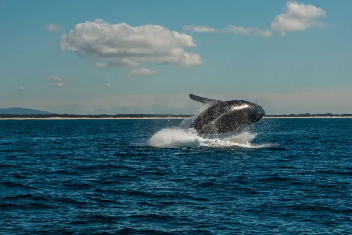 Framed Print : Humpback whales in the sunshine Framed Print : Humpback whales in the sunshine