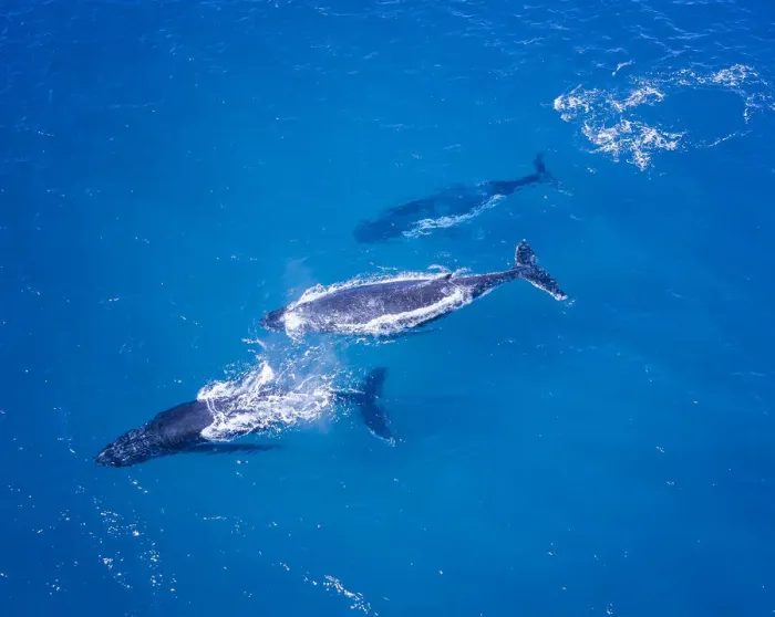 Framed Print : Humpback whales swimming in Blue water Framed Print : Humpback whales swimming in Blue water