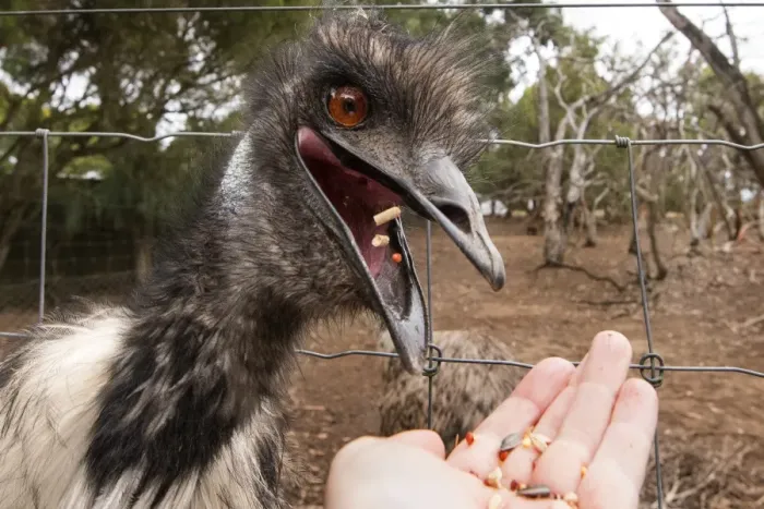 Framed Print : Hungry Emu Framed Print : Hungry Emu