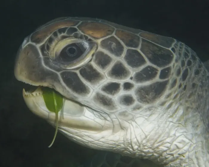 Framed Print : Hungry turtle