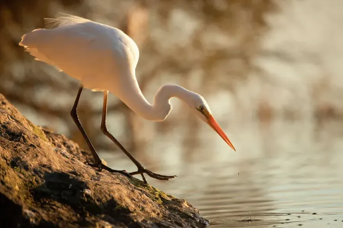 Framed Print : Hunter. The eastern great egret, a white heron in the genus Ardea