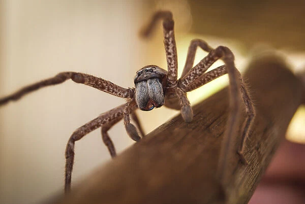 Huntsman spider in outback Australia