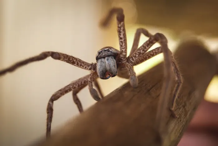 Framed Print : Huntsman spider in outback Australia