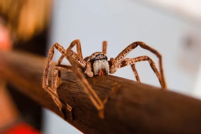 Framed Print : Huntsman spider
