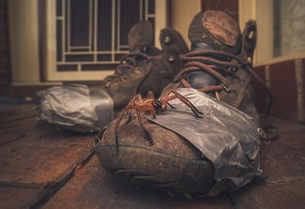 Huntsman spider on old walking boots