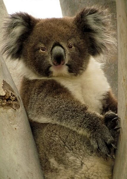 I See You. Koala spotted along the Linear Park, Adelaide, South Australia