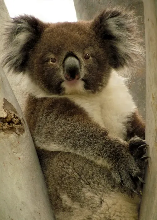 Framed Print : I See You. Koala spotted along the Linear Park, Adelaide, South Australia