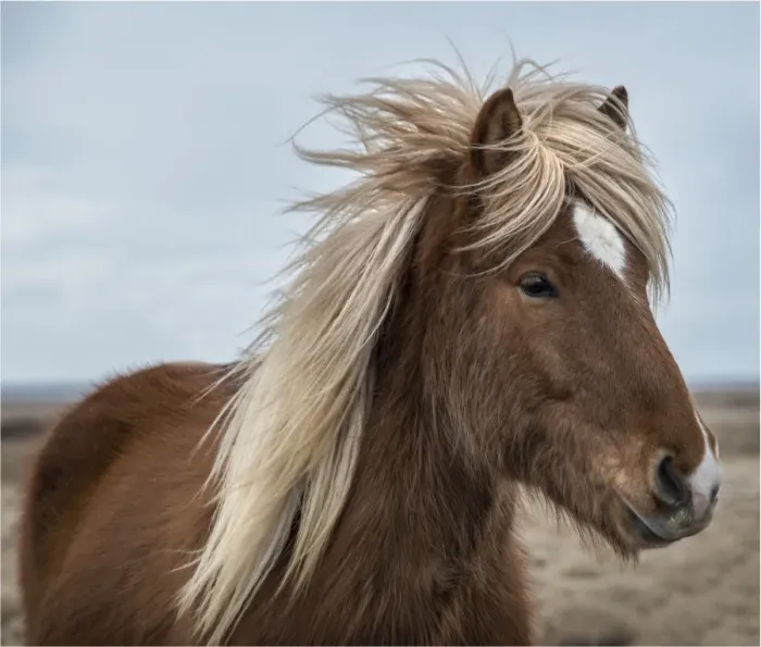 Framed Print : Icelandic horse