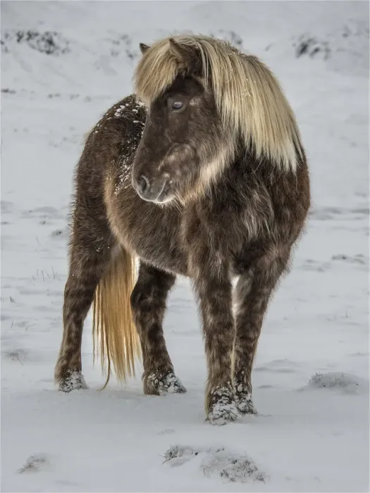 Framed Print : Icelandic horse Framed Print : Icelandic horse