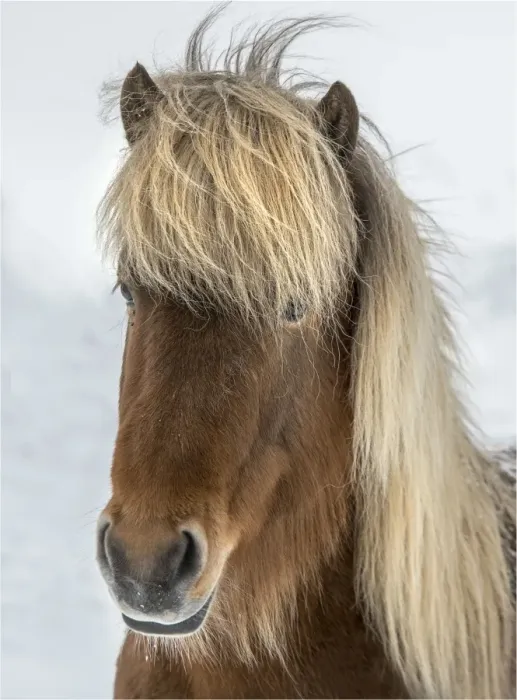 Framed Print : Icelandic horse