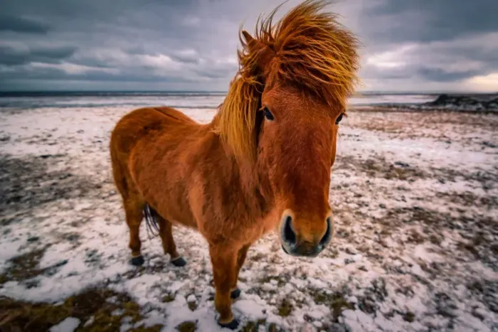 Framed Print : Icelandic Horse