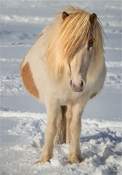 Icelandic horse in foal