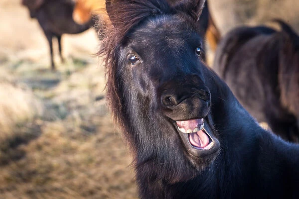Icelandic horse smiles