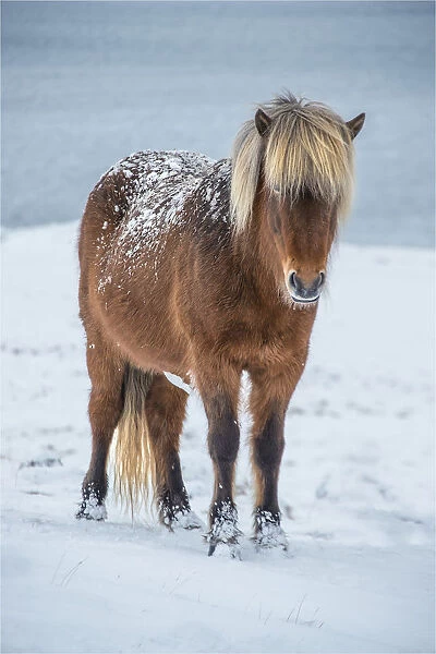 Icelandic horse in winter snows