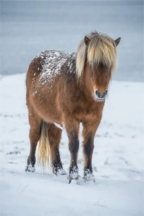Framed Print : Icelandic horse in winter snows Framed Print : Icelandic horse in winter snows