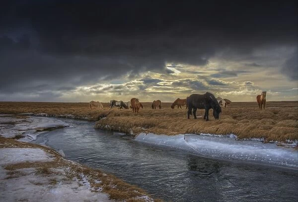 Icelandic Horses Feeding