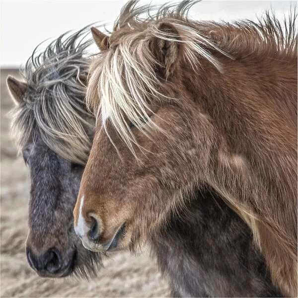 Icelandic horses in winter