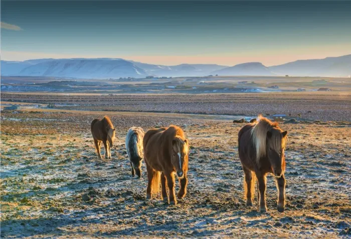 Framed Print : Icelandic ponies at Hvanneyri, west Iceland