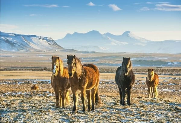 Icelandic ponies at Hvanneyri, west Iceland