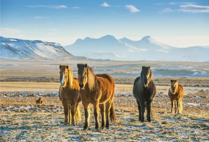 Framed Print : Icelandic ponies at Hvanneyri, west Iceland Framed Print : Icelandic ponies at Hvanneyri, west Iceland