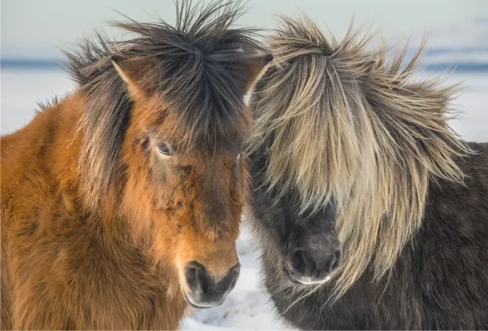 Framed Print : Icelandic ponies running free at Budardalur, northwest Iceland Framed Print : Icelandic ponies running free at Budardalur, northwest Iceland