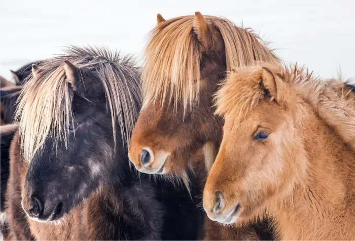 Framed Print : Icelandic ponies running free at Budardalur, northwest Iceland
