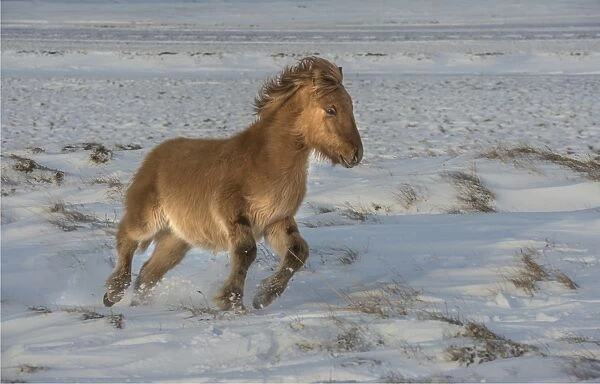 Icelandic ponies running free at Budardalur, northwest Iceland