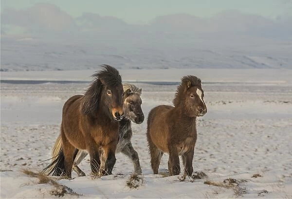 Icelandic ponies running free at Budardalur, northwest Iceland