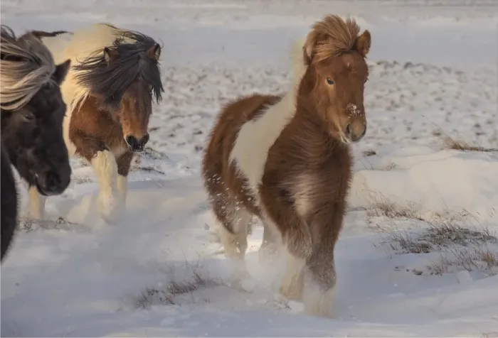 Framed Print : Icelandic ponies running free at Budardalur, northwest Iceland Framed Print : Icelandic ponies running free at Budardalur, northwest Iceland