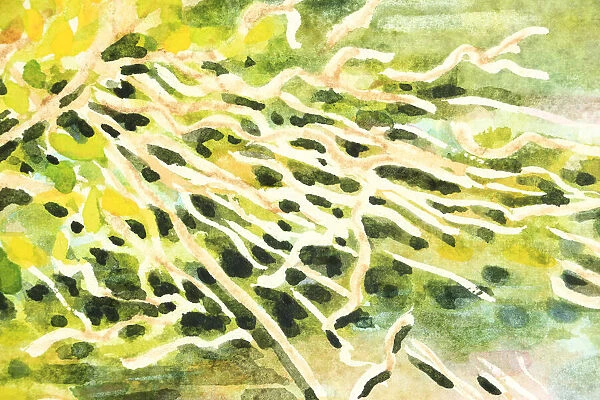 Detail of Illustration of Dusky Moorhen Nest Watercolour Painting
