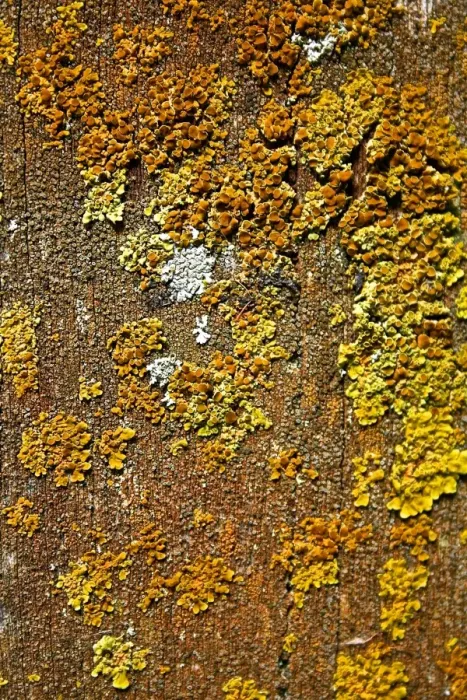 Framed Print : An image of moss on a bench seat creates an interesting pattern