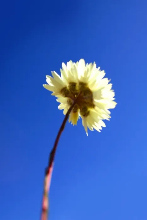 Framed Print : An image of the underside of a Daisy Framed Print : An image of the underside of a Daisy