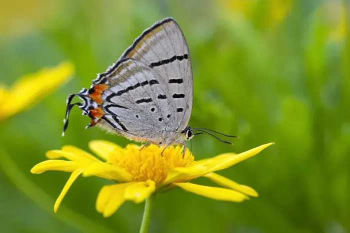 Framed Print : Imperial Hairstreak Butterfly on a yellow daisy