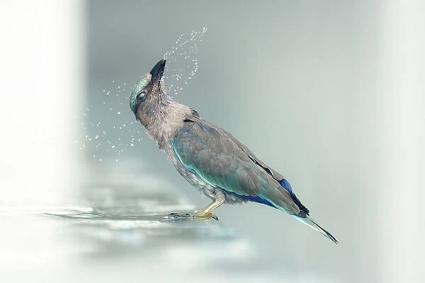 An indian roller (Coracias benghalensis) washes in a swiming pool and flicks water while shaking its head