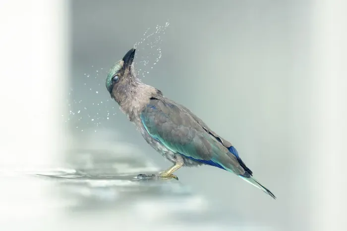 Framed Print : An indian roller (Coracias benghalensis) washes in a swiming pool and flicks water while shaking its head