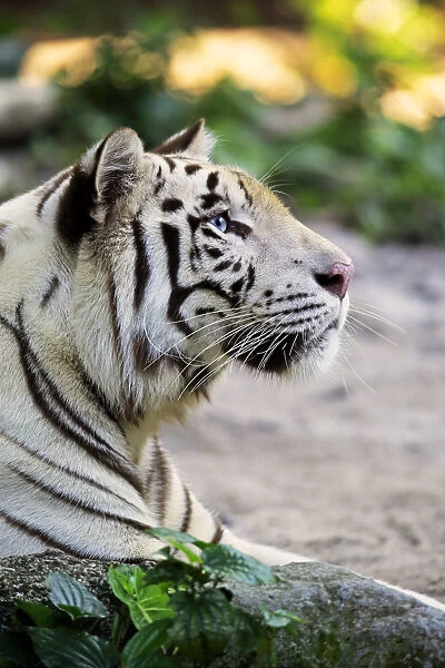 Indian Tiger, (Panthera tigris tigris)