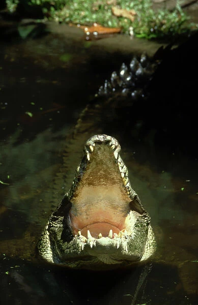 indo-pacific crocodile: crocodylus porosus australia